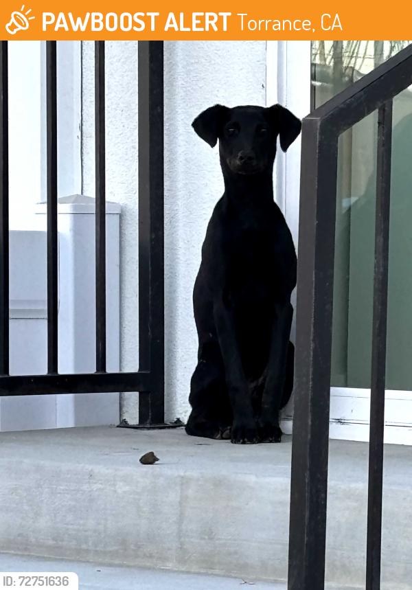 Found/Stray Female Dog last seen Carson and Arlington, Torrance, CA 90503