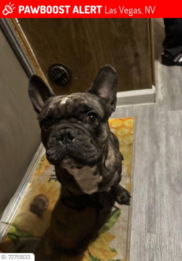 Lost Male Dog last seen Vegas valley Dr and Lamb , Las Vegas, NV 89109