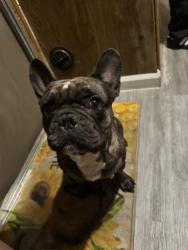 Lost Male Dog last seen Vegas valley Dr and Lamb , Las Vegas, NV 89109
