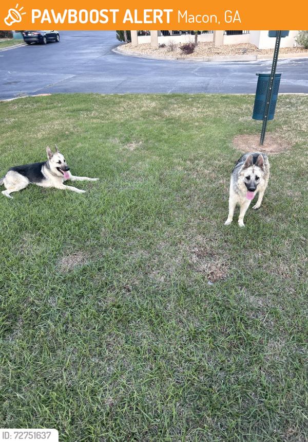 Found/Stray Unknown Dog last seen Hampton inn and suites , Macon, GA 31206