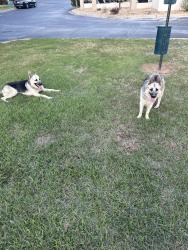 Found/Stray Unknown Dog last seen Hampton inn and suites , Macon, GA 31206