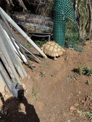 Lost Female Reptile last seen Might of gone through the back alley way between tyrolite and Whitney drive, Riverside, CA 92509