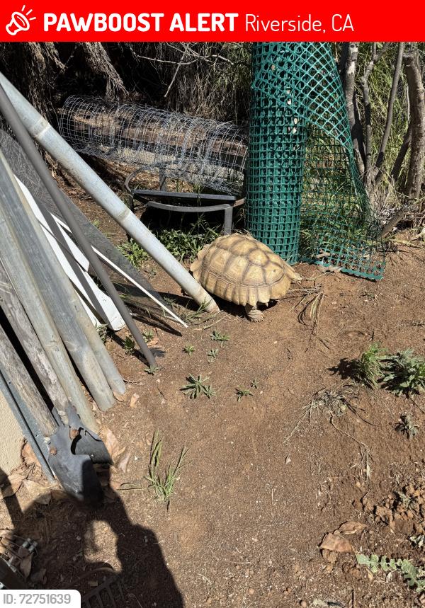 Lost Female Reptile last seen Might of gone through the back alley way between tyrolite and Whitney drive, Riverside, CA 92509
