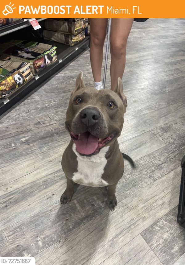 Found/Stray Male Dog last seen Near Flagler street Núñez tire shop, Miami, FL 33144