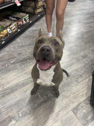 Found/Stray Male Dog last seen Near Flagler street Núñez tire shop, Miami, FL 33144