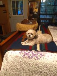 Lost Male Dog last seen Near Little Mountaintown Creek Trail Ellijay, GA 30540, Ellijay, GA 30540