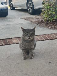 Found/Stray Male Cat last seen Peacehaven road, Winston-Salem, NC 27103