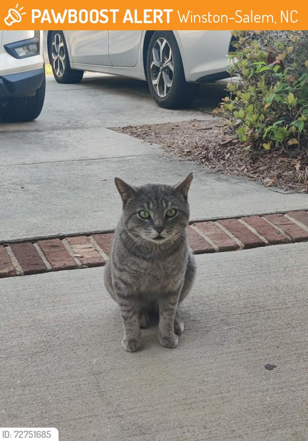 Found/Stray Male Cat last seen Peacehaven road, Winston-Salem, NC 27103