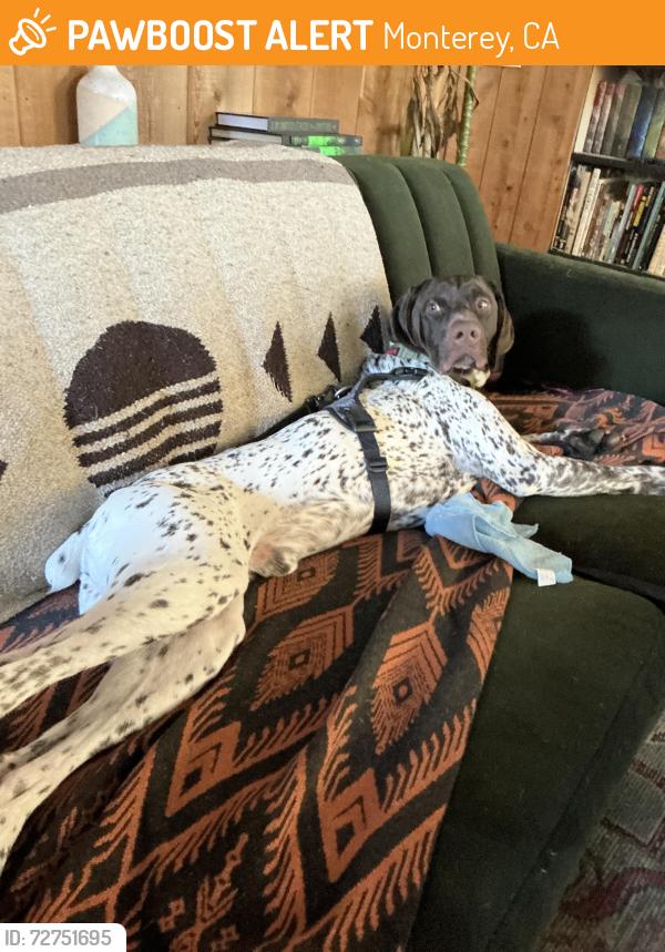 Found/Stray Male Dog last seen Ryan Ranch, Monterey, CA 93940