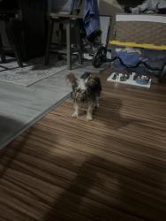 Found/Stray Unknown Dog last seen Near sprague street providence, Providence, RI 02907