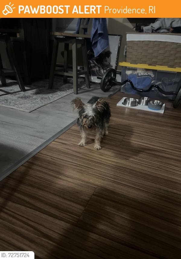 Found/Stray Unknown Dog last seen Near sprague street providence, Providence, RI 02907