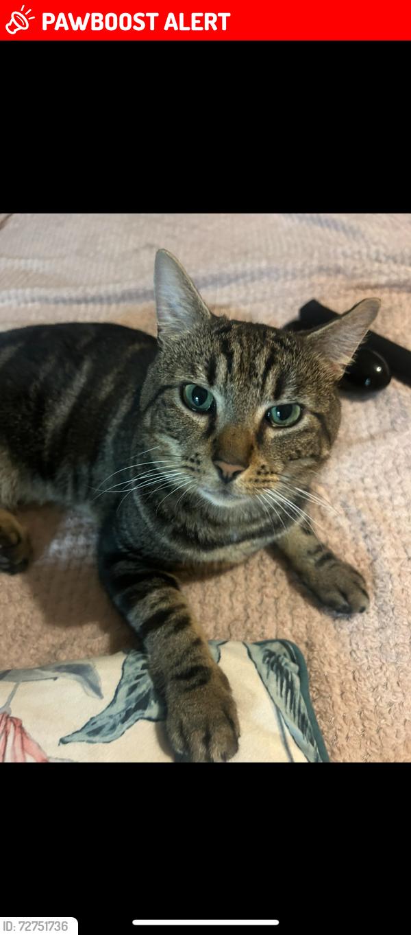 Lost Male Cat last seen Hemlington lake , Hemlington, England TS8 9QB