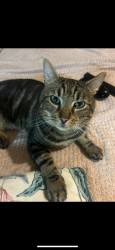 Lost Male Cat last seen Hemlington lake , Hemlington, England TS8 9QB