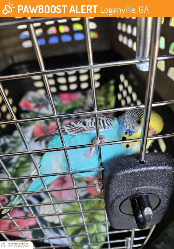 Found/Stray Unknown Bird last seen Cedar Lake Court , Loganville, GA 30052