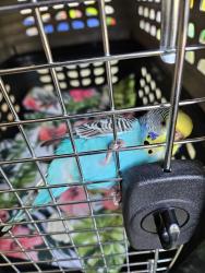Found/Stray Unknown Bird last seen Cedar Lake Court , Loganville, GA 30052