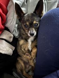 Lost Male Dog last seen 71st high school , Fayetteville, NC 28314
