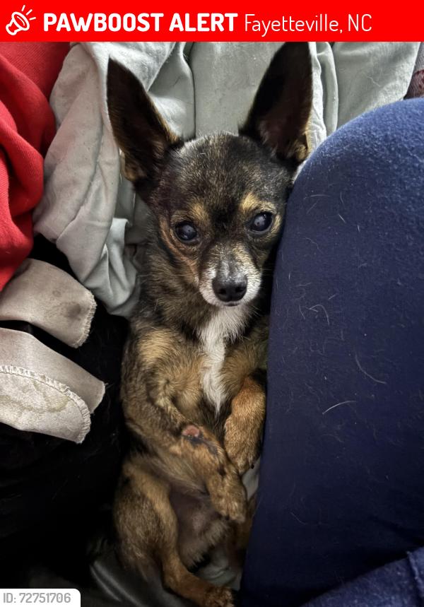 Lost Male Dog last seen 71st high school , Fayetteville, NC 28314