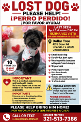 Lost Male Dog last seen Near S Dean Rd Orlando, FL  32825 United States, Orlando, FL 32825