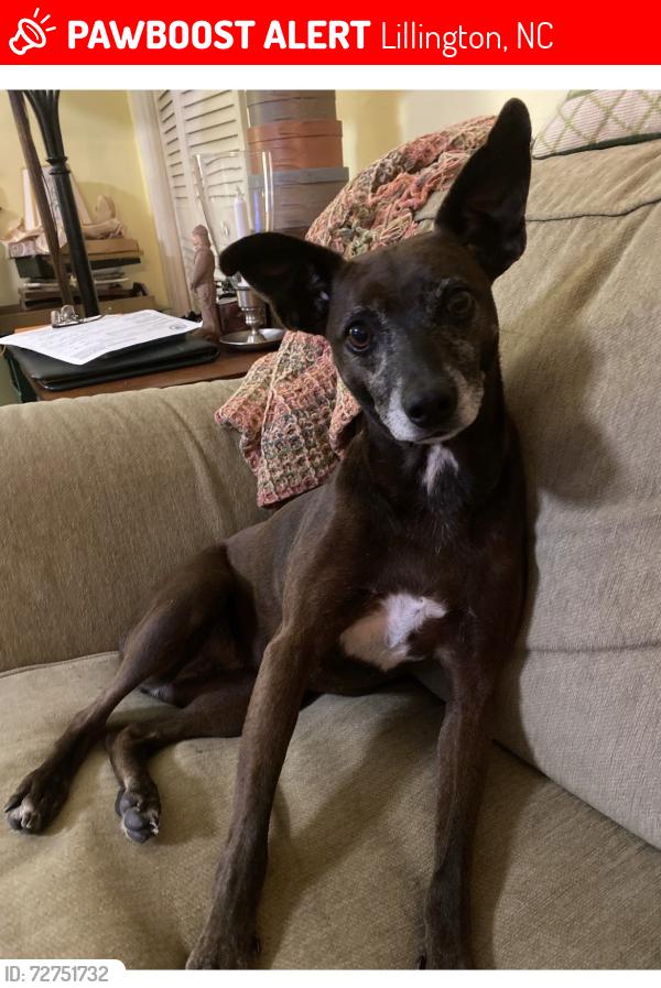 Lost Female Dog last seen Corner of South 9th Street and W McNeill Street, Lillington, NC 27546