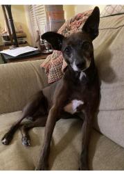 Lost Female Dog last seen Corner of South 9th Street and W McNeill Street, Lillington, NC 27546
