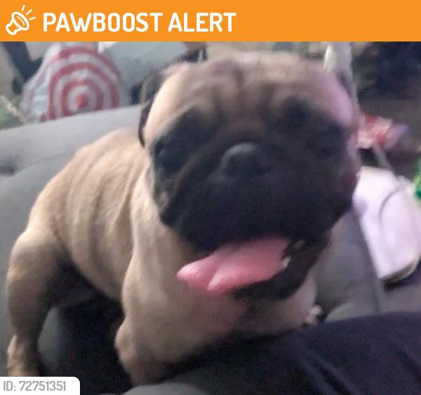 Found/Stray Female Dog last seen Repetto , East Los Angeles, CA 90022