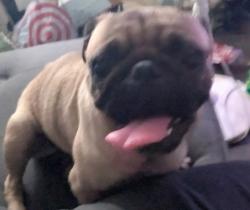 Found/Stray Female Dog last seen Repetto , East Los Angeles, CA 90022