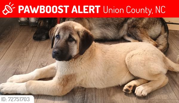 Lost Male Dog last seen S. Potter, Union County, NC 28112