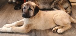 Lost Male Dog last seen S. Potter, Union County, NC 28112