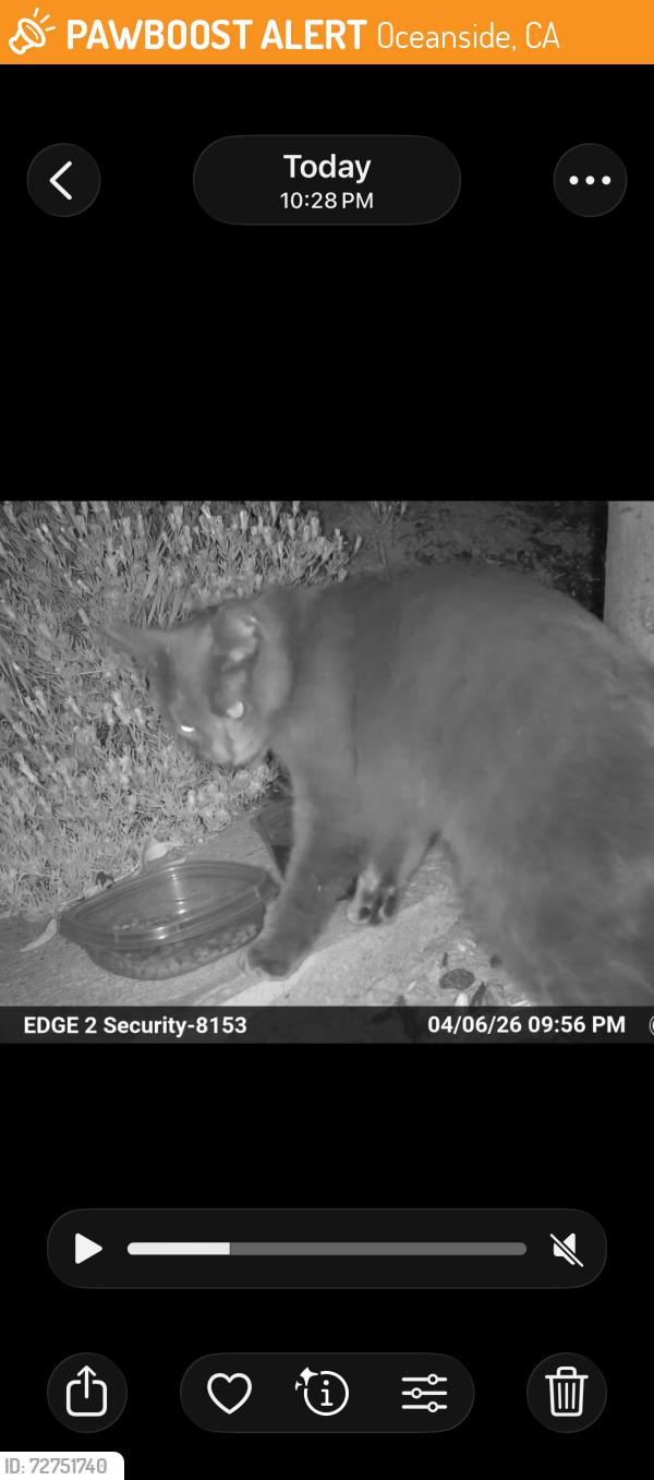 Found/Stray Unknown Cat last seen Beverly Glen and Westridge Drive, Oceanside, CA 92056