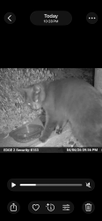 Found/Stray Unknown Cat last seen Beverly Glen and Westridge Drive, Oceanside, CA 92056