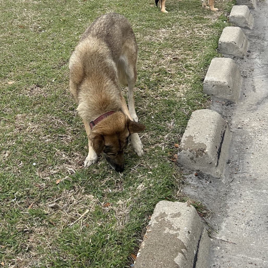 Shelter Stray Female Dog last seen , Portland, TX 78374