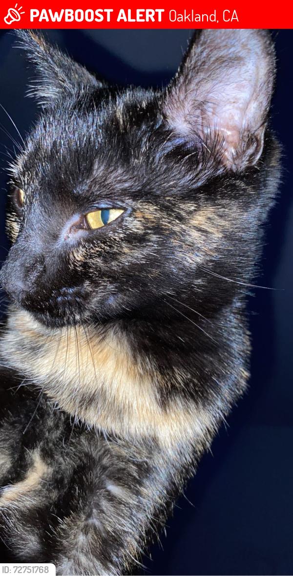 Lost Female Cat last seen Siesta , Oakland, CA 94605