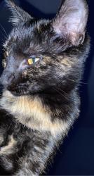 Lost Female Cat last seen Siesta , Oakland, CA 94605