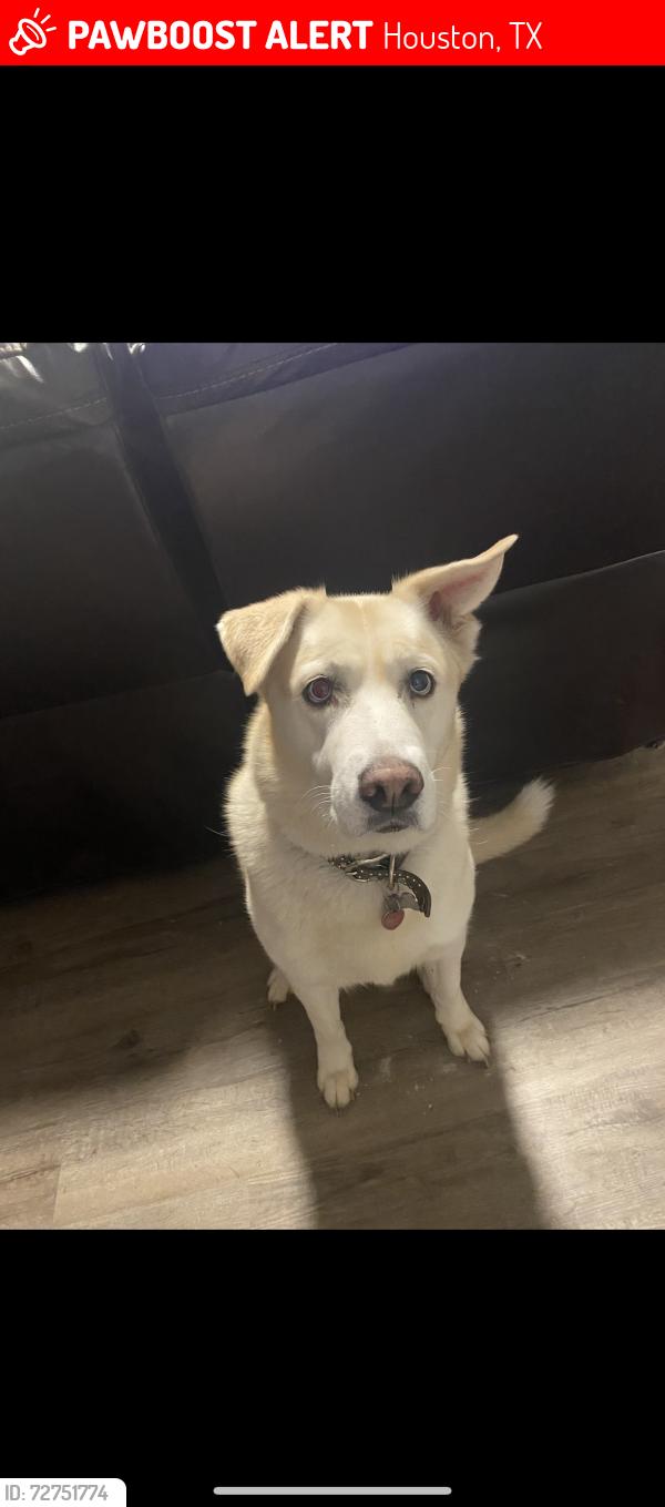 Lost Female Dog last seen Golden sage ln , Houston, TX 77429