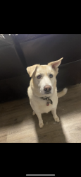 Lost Female Dog last seen Golden sage ln , Houston, TX 77429