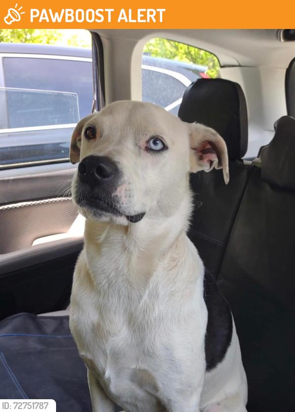 Found/Stray Unknown Dog last seen Pleasant Hill Baptist Church , Rutherford County, NC 28139