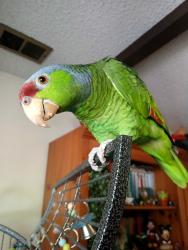 Lost Male Bird last seen Aborn Rd & White Rd. South East foothills San Jose, San Jose, CA 95121