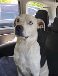 Found/Stray Unknown Dog last seen Pleasant Hill Baptist Church , Rutherford County, NC 28139