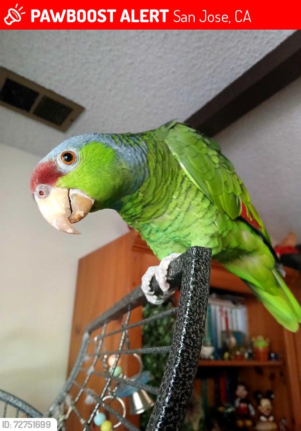 Lost Male Bird last seen Aborn Rd & White Rd. South East foothills San Jose, San Jose, CA 95121