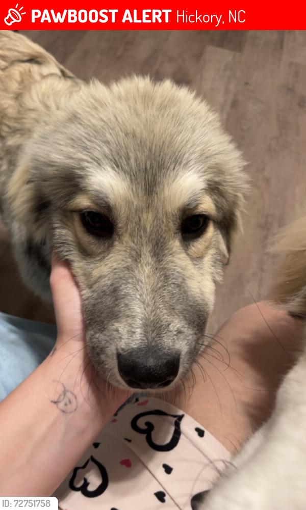 Lost Female Dog last seen Springs road hickory Nc , Hickory, NC 28601