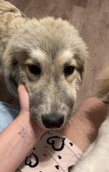 Lost Female Dog last seen Springs road hickory Nc , Hickory, NC 28601