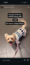 Lost Male Dog last seen gaithersburg high school , Gaithersburg, MD 20877