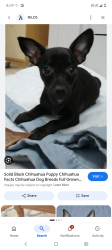 Lost Male Dog last seen Hand up project, Portland, OR 97217