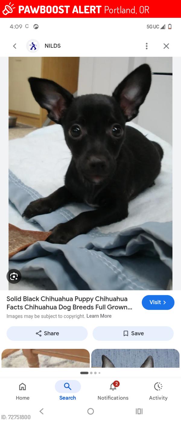 Lost Male Dog last seen Hand up project, Portland, OR 97217