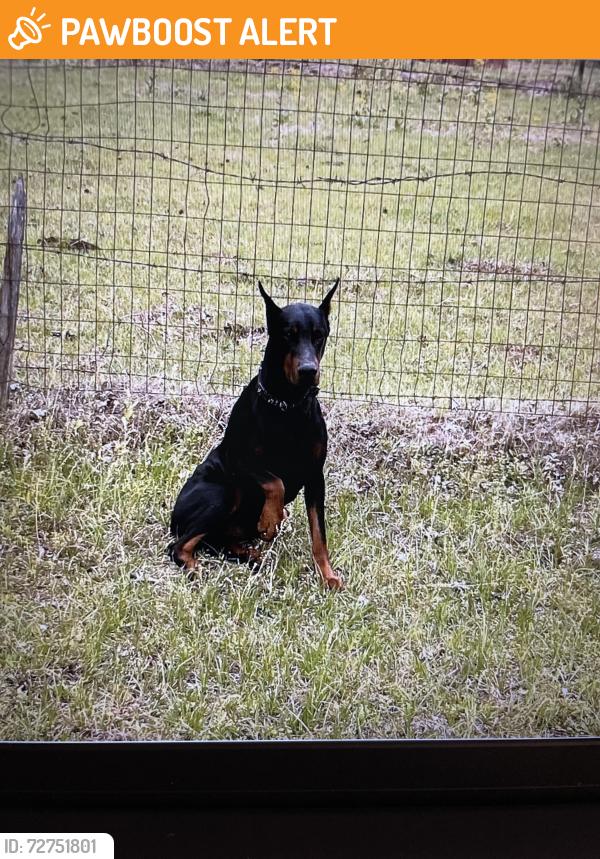 Found/Stray Male Dog last seen Keenan cutoff, Montgomery County, TX 77316