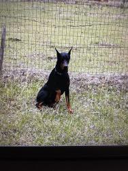 Found/Stray Male Dog last seen Keenan cutoff, Montgomery County, TX 77316