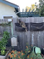 Lost Female Cat last seen Las Tunas Dr Mission Viejo , Ca, Mission Viejo, CA 92692