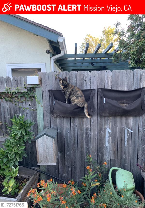 Lost Female Cat last seen Las Tunas Dr Mission Viejo , Ca, Mission Viejo, CA 92692