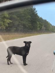 Found/Stray Male Dog last seen Court Martial Ranch Road, Bay County, FL 32409