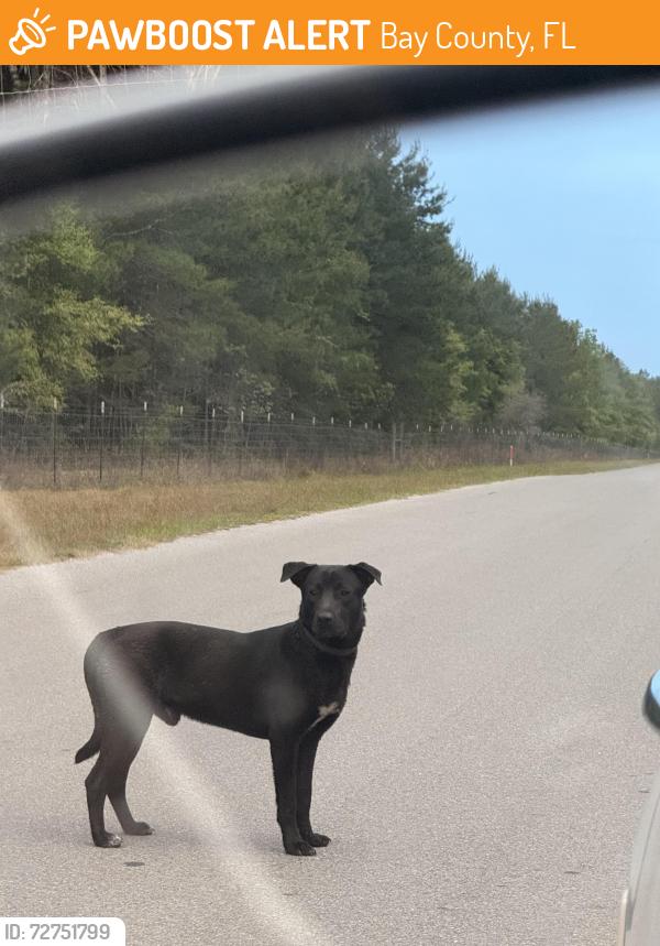 Found/Stray Male Dog last seen Court Martial Ranch Road, Bay County, FL 32409